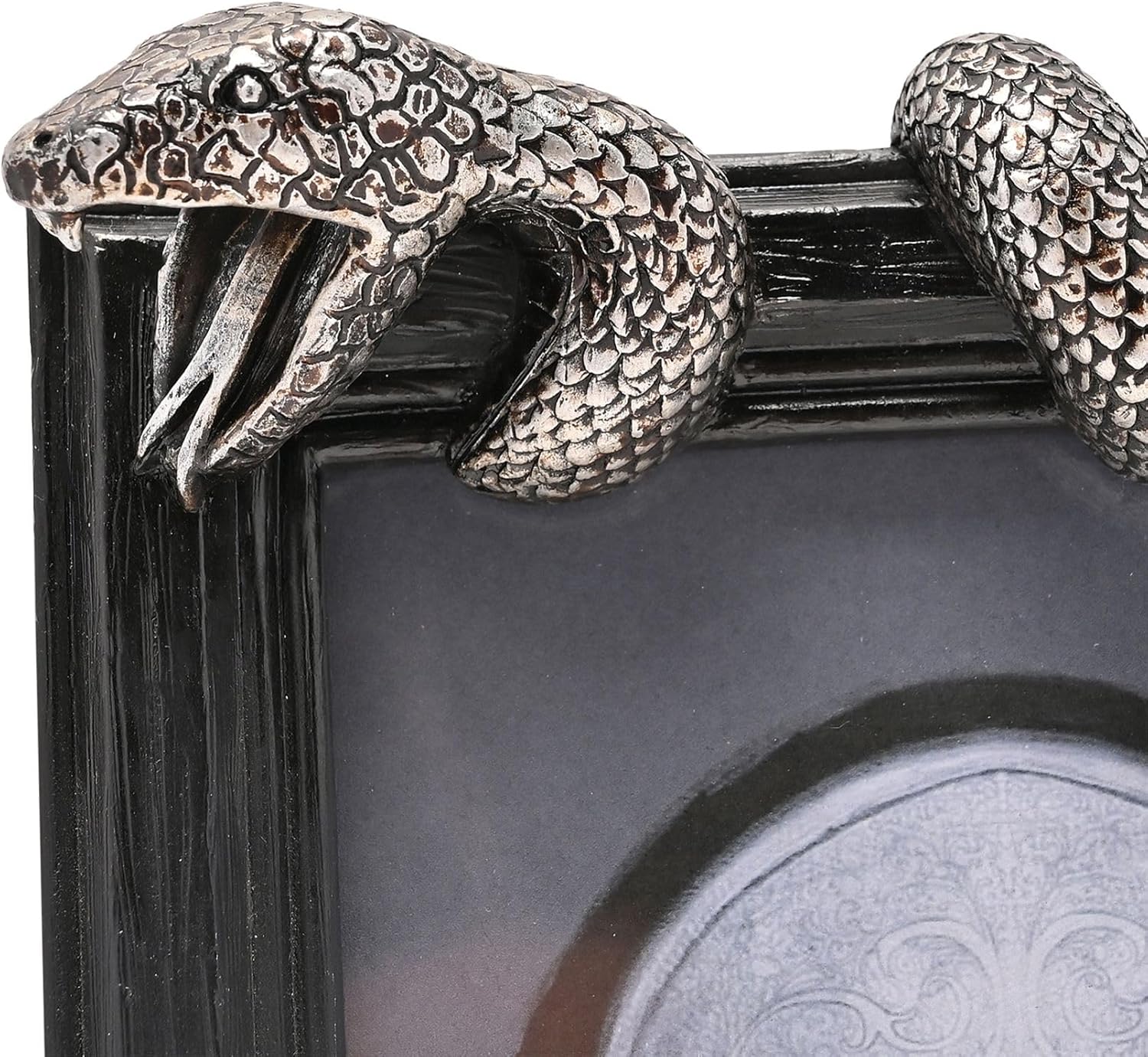 close up of snake